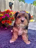 Aspen, a male Yorkshire Terrier for sale in Danville, CA – 1 of 9