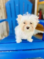 Comet, a male Yorkshire Terrier for sale in Danville, CA – 3 of 9