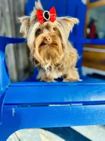 Hot chocolate , a male Yorkshire Terrier for sale in Danville, CA – 7 of 10