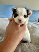 Havel, a female Yorkshire Terrier for sale in Danville, CA – 10 of 10