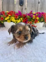 Autumn, a female Yorkshire Terrier for sale in Danville, CA – Photo 6 of 7