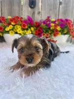 Autumn, a female Yorkshire Terrier for sale in Danville, CA – Photo 7 of 7