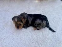 Autumn, a female Yorkshire Terrier for sale in Danville, CA – Photo 4 of 7