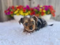 Autumn, a female Yorkshire Terrier for sale in Danville, CA – Photo 2 of 7