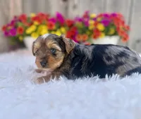 Autumn, a female Yorkshire Terrier for sale in Danville, CA – Photo 3 of 7