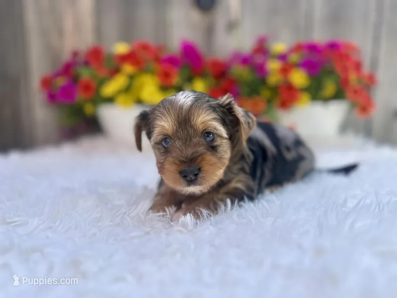 Autumn – Yorkshire Terrier puppy for sale in Danville, CA