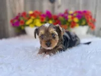 Autumn, a female Yorkshire Terrier for sale in Danville, CA – Photo 1 of 7