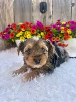 Autumn, a female Yorkshire Terrier for sale in Danville, CA – Photo 5 of 7