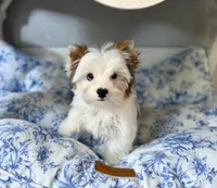 Boris , a male Yorkshire Terrier for sale in Danville, CA – 7 of 8