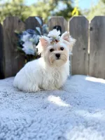 Comet, a male Yorkshire Terrier for sale in Danville, CA – 7 of 10