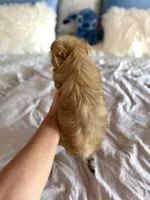 Sawyer , a female Yorkshire Terrier for sale in Danville, CA – 6 of 6