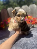 Aspen, a male Yorkshire Terrier for sale in Danville, CA – 9 of 9