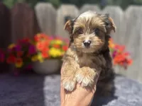 Aspen, a male Yorkshire Terrier for sale in Danville, CA – 5 of 9
