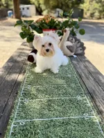 Comet , a male Yorkshire Terrier for sale in Danville, CA – 5 of 10