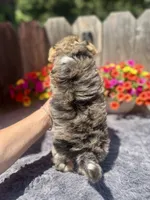Aspen, a male Yorkshire Terrier for sale in Danville, CA – 4 of 9