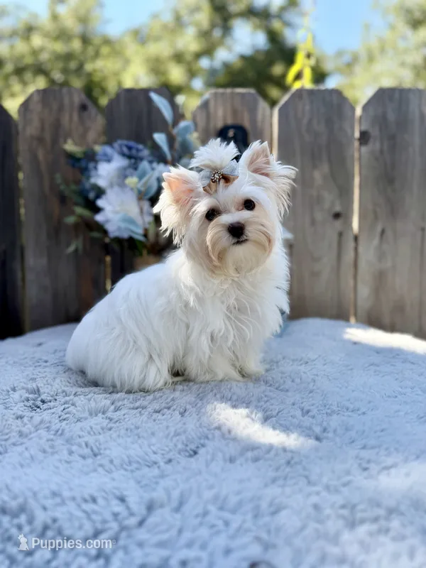Comet – Yorkshire Terrier puppy for sale in Danville, CA