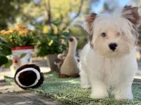 Boris reduced this weekend , a male Yorkshire Terrier for sale in Danville, CA – 6 of 10