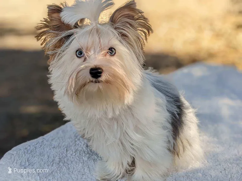 Capri – Yorkshire Terrier puppy for sale in Danville, CA
