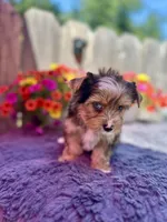 Aspen, a male Yorkshire Terrier for sale in Danville, CA – 7 of 9
