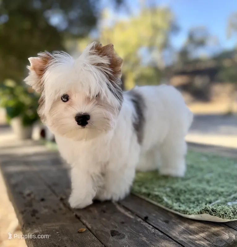 Boris  – Yorkshire Terrier puppy for sale in Danville, CA