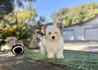 Boris reduced this weekend , a male Yorkshire Terrier for sale in Danville, CA – 2 of 10