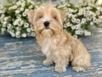 Bullion, a male Yorkshire Terrier for sale in Danville, CA – 4 of 7