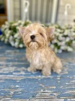Bullion, a male Yorkshire Terrier for sale in Danville, CA – 2 of 7