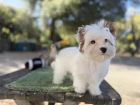 Boris reduced this weekend , a male Yorkshire Terrier for sale in Danville, CA – 3 of 10
