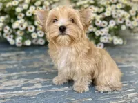 Bullion, a male Yorkshire Terrier for sale in Danville, CA – 5 of 7