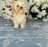Bullion, a male Yorkshire Terrier for sale in Danville, CA – 4 of 7