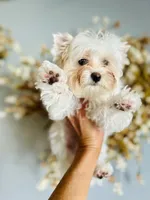 Comet, a male Yorkshire Terrier for sale in Danville, CA – 9 of 9