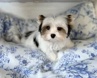 Havel, a female Yorkshire Terrier for sale in Danville, CA – 2 of 7