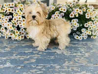 Bullion, a male Yorkshire Terrier for sale in Danville, CA – 3 of 7