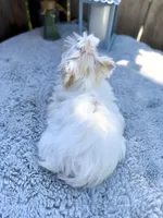 Comet, a male Yorkshire Terrier for sale in Danville, CA – 5 of 10