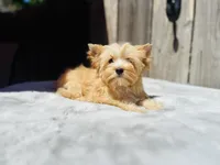 Bullion, a male Yorkshire Terrier for sale in Danville, CA – 2 of 7
