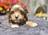 Aspen, a male Yorkshire Terrier for sale in Danville, CA – 2 of 9