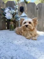 REDUCED Bullion, a male Yorkshire Terrier for sale in Danville, CA – 5 of 7