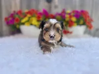 Aspen, a male Yorkshire Terrier for sale in Danville, CA – Photo 2 of 5