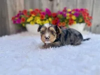 Aspen, a male Yorkshire Terrier for sale in Danville, CA – Photo 4 of 5