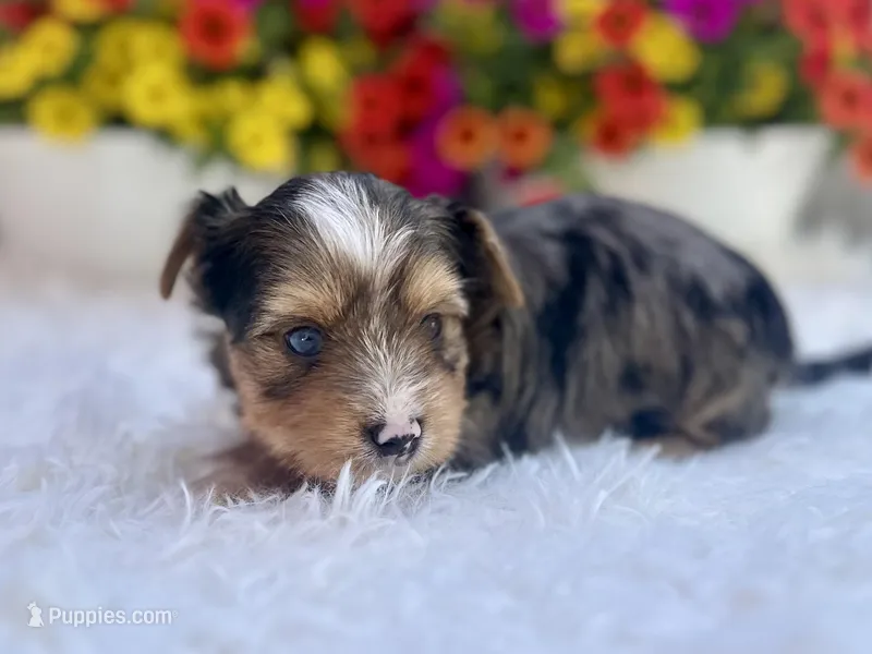 Aspen – Yorkshire Terrier puppy for sale in Danville, CA
