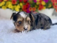 Aspen, a male Yorkshire Terrier for sale in Danville, CA – Photo 1 of 5
