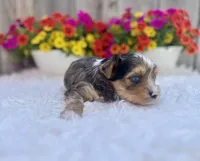 Aspen, a male Yorkshire Terrier for sale in Danville, CA – Photo 3 of 5