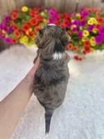 Aspen, a male Yorkshire Terrier for sale in Danville, CA – Photo 5 of 5