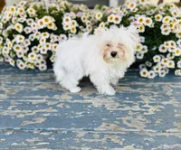 Comet, a male Yorkshire Terrier for sale in Danville, CA – 8 of 9