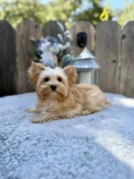 REDUCED Bullion, a male Yorkshire Terrier for sale in Danville, CA – 4 of 7