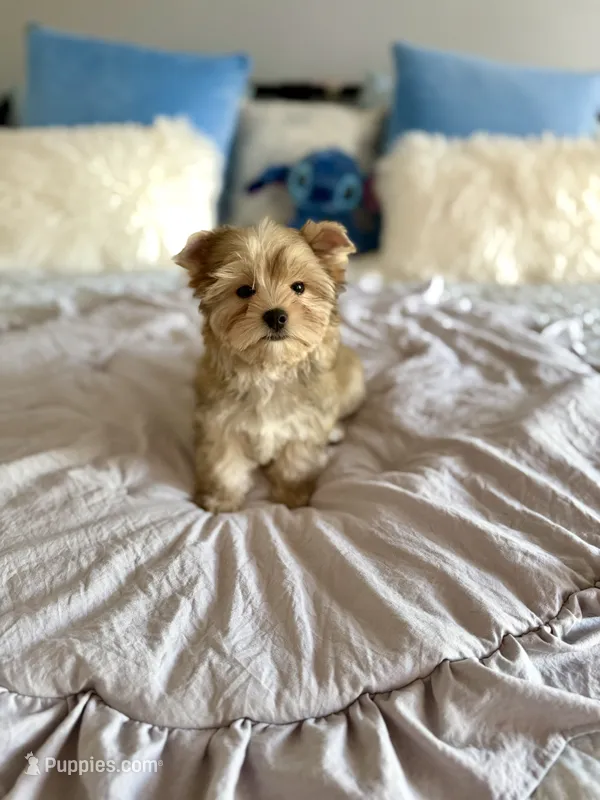 Sawyer  – Yorkshire Terrier puppy for sale in Danville, CA
