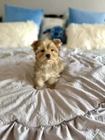 Sawyer , a female Yorkshire Terrier for sale in Danville, CA – 1 of 6