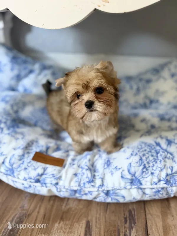 Oliver  – Yorkshire Terrier puppy for sale in Danville, CA