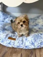Oliver , a male Yorkshire Terrier for sale in Danville, CA – 1 of 5