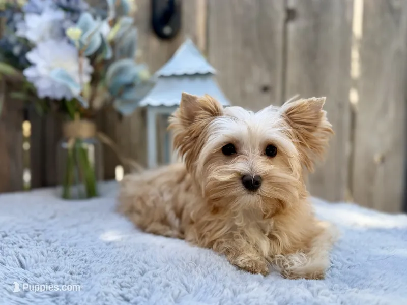 Bullion – Yorkshire Terrier puppy for sale in Danville, CA